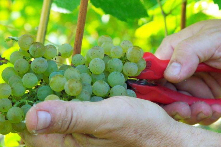 Bodegas Vidular, enoturismo en Cantabria