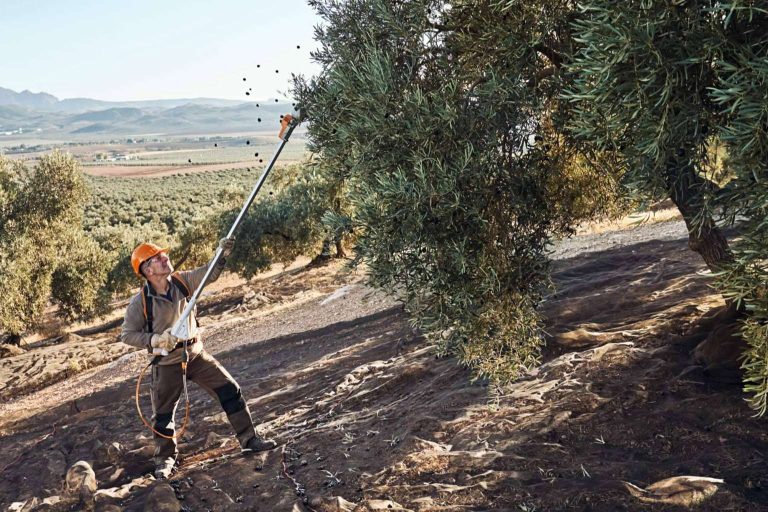 STIHL llevará sus nuevos vareadores SPA de batería 130 y 140 a Expoliva 2023