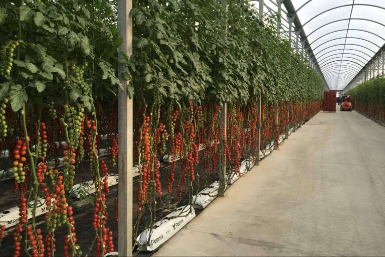 La fibra de coco para cultivos es la especialidad de Pelemix