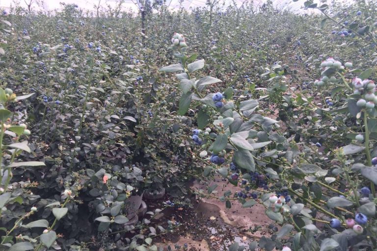 Todas las ventajas de los sustratos de cultivo para blueberrys, por Pelemix