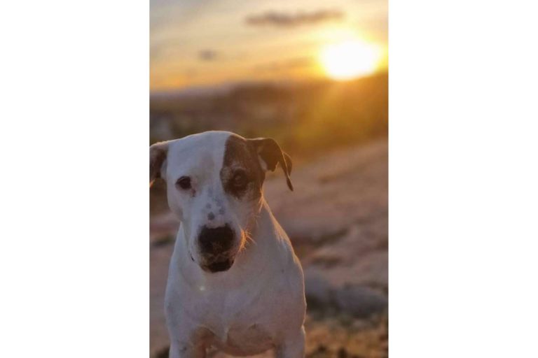 Las ventajas de llevar perros al cole, de la mano de Perro Bueno