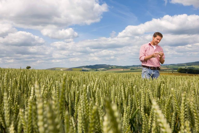 Fitovademécum, la solución para cumplir con la legislación en el uso de los productos fitosanitarios en el campo