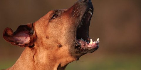 Unir fuerzas con otros vecinos: La importancia de la solidaridad