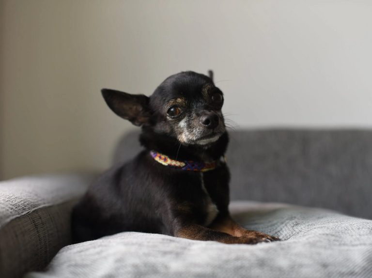 Más allá del adiós: qué hacer cuando nuestra mascota fallece