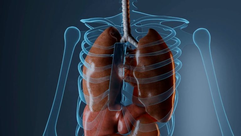 Tenemos un pulmón más grande que el otro, ¿es cierto?