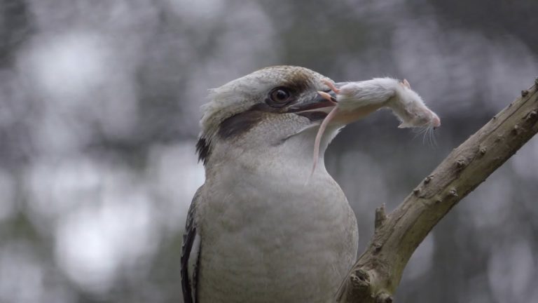 Kookaburra reidora: un animal con grandes curiosidades