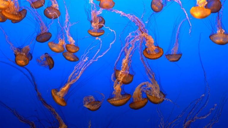 Los primeros animales del planeta