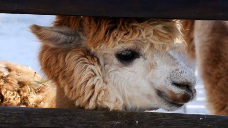 ¿Por qué escupen las llamas?