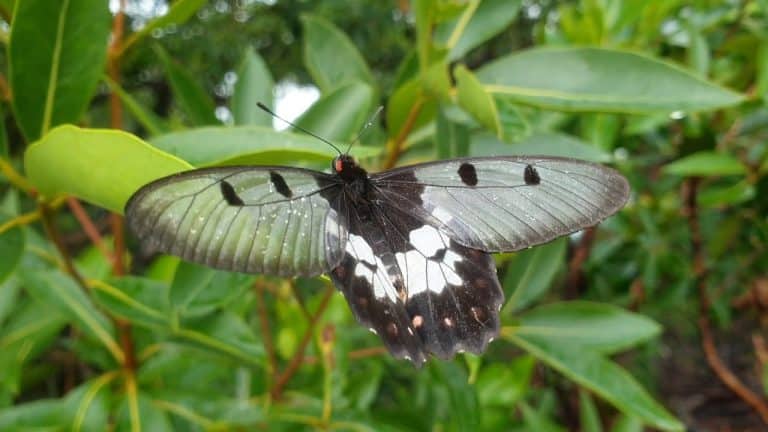 Los mejores polinizadores: las polillas