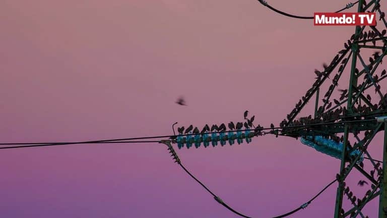 ¿Por qué los pájaros no se electrocutan?