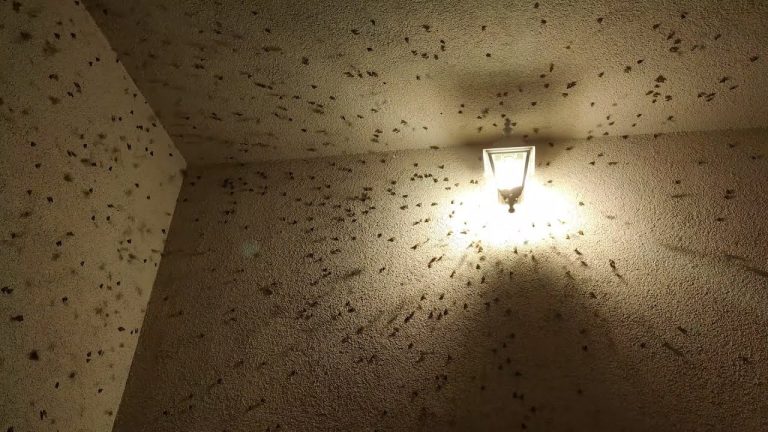 Las moscas e insectos, ¿por qué hay tantos en verano?