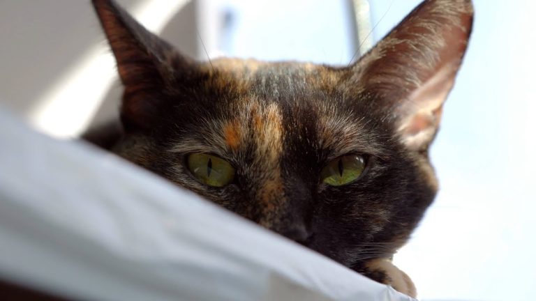 Los ojos de los gatos, ¿por qué brillan en la oscuridad?