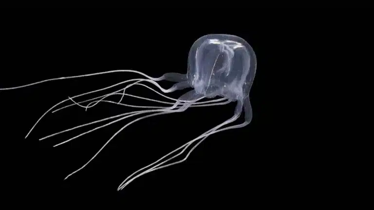 Descubren una nueva especie de medusa con 24 ojos en Hong Kong