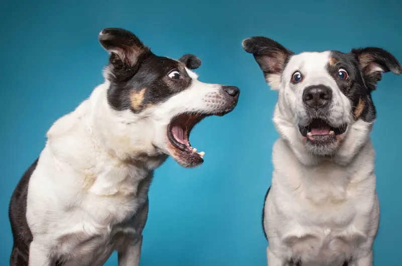 La educación canina: Buscar ayuda profesional