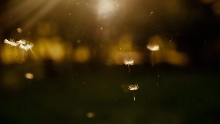 ¿Por qué el polen da alergia?