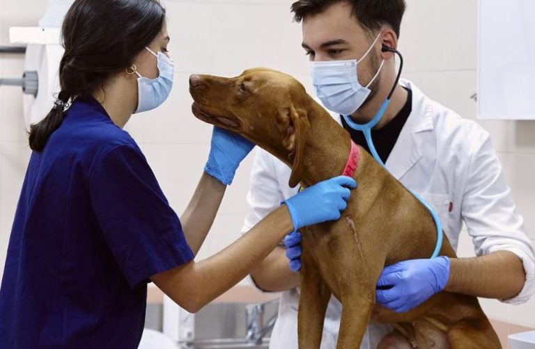 EAEVE acredita a la Facultad de Veterinaria de UAX que se convierte en la primera privada en Madrid en obtener este sello europeo de calidad