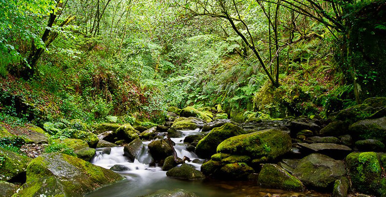 Fragas do Eume (Galicia): El bosque mágico de los ríos traicionados