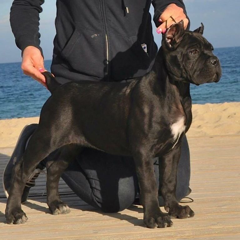 Barcelona, Madrid y Valencia, las provincias con mayor demanda de perros guardianes