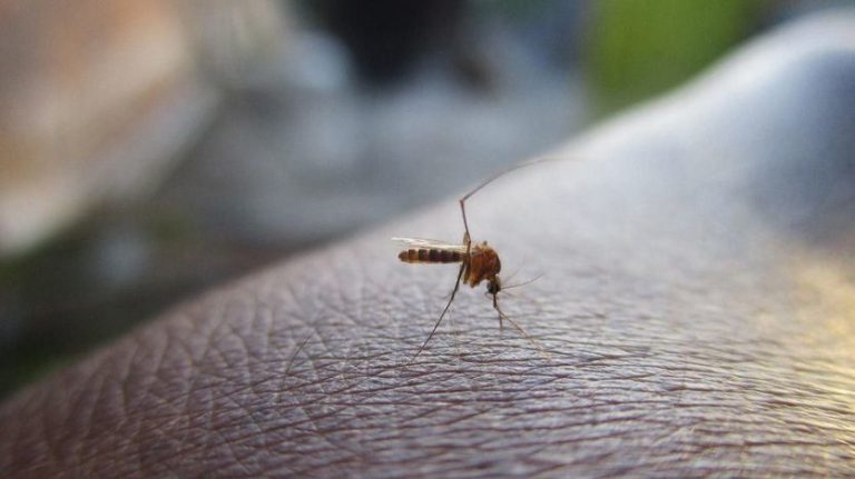Cuáles son los mejores productos contra los mosquitos, según la OCU