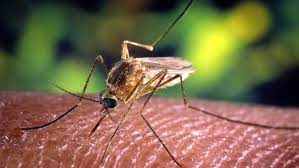 mosquitos