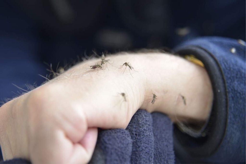 ¿Cómo se puede saber si una picadura de mosquito es peligrosa?