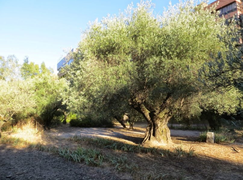 7 parques más románticos de Madrid para pasear en pareja