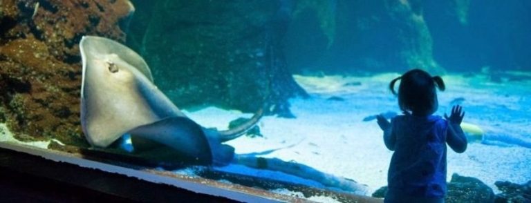 Cuáles son los acuarios más impresionantes de España