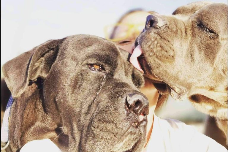 PERROBUENO, una guardería canina donde la felicidad de los perros importa