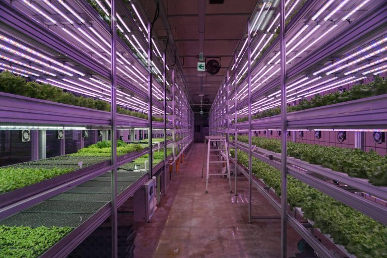 PVAI cuenta con servicios de consultoría en la puesta en marcha de campos de agricultura vertical