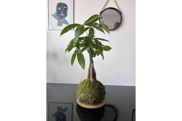 Todo Italiano ofrece sus servicios para ayudar a nuevas empresas a desarrollar su negocio