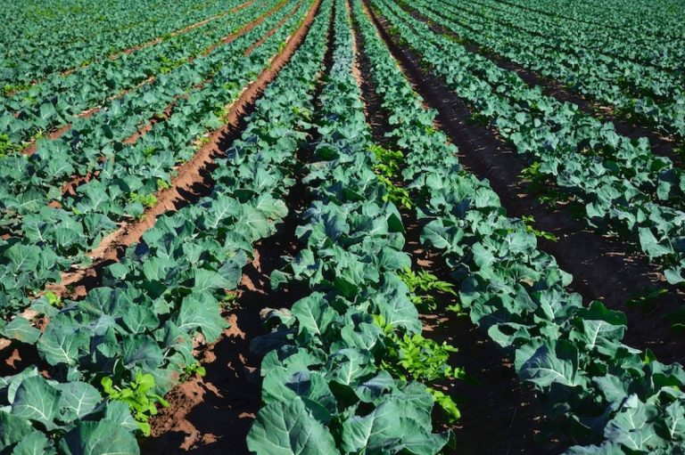 El significado y las características de la agricultura extensiva