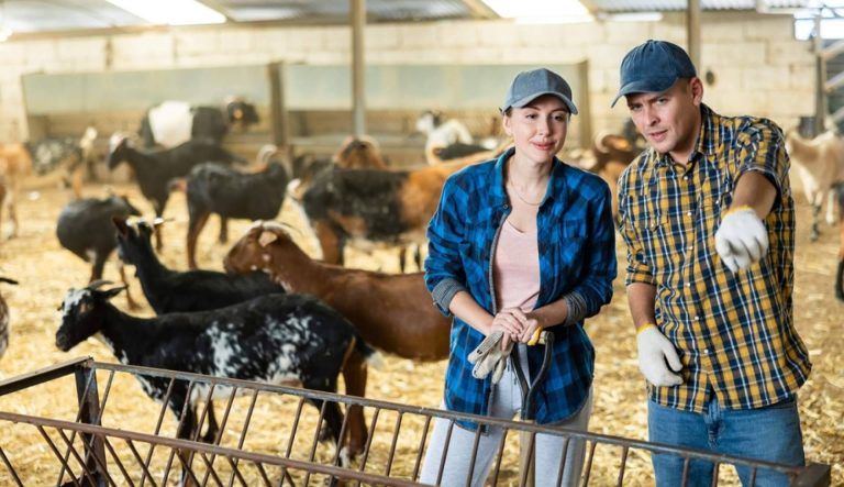 Agilizar la comunicación y evitar errores en compañías de ganadería con Afeedme