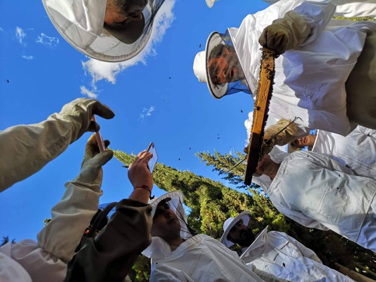 Cursos de Apicultura sobre el papel de las abejas para la seguridad alimentaria y la vida saludable