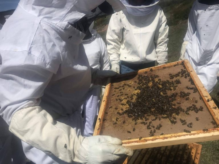 Los diferentes beneficios que aporta la miel, por Cursos de Apicultura