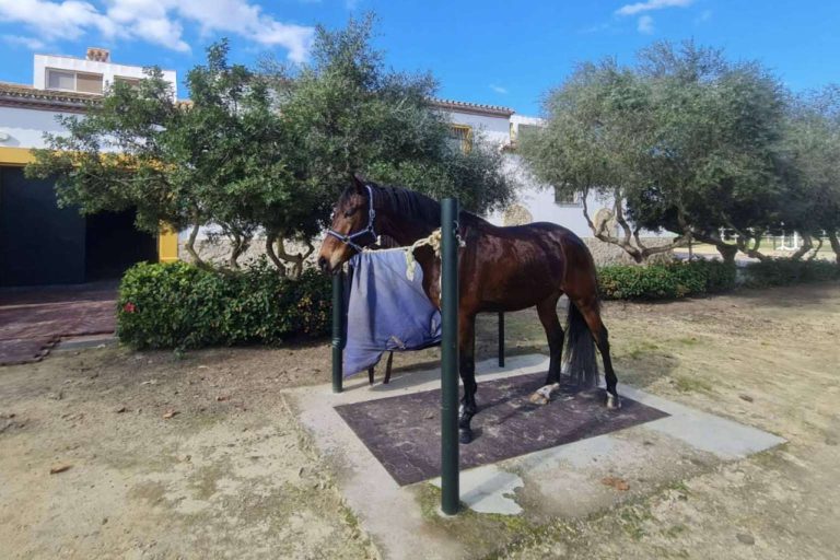 ¿Cómo es la cría de caballos de la Yeguada Encinasola?