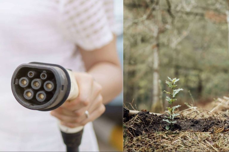 ChargeGuru reforestará un bosque; por cada instalación de puntos de recarga plantará un árbol