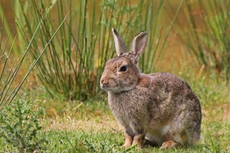 Análisis de la caza menor en el país en colaboración con Trofeo Caza