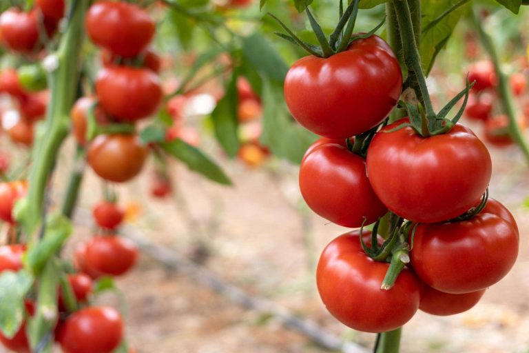 CapGen Seeds apuesta por variedades más sostenibles y productivas para generar un impacto positivo en el medioambiente