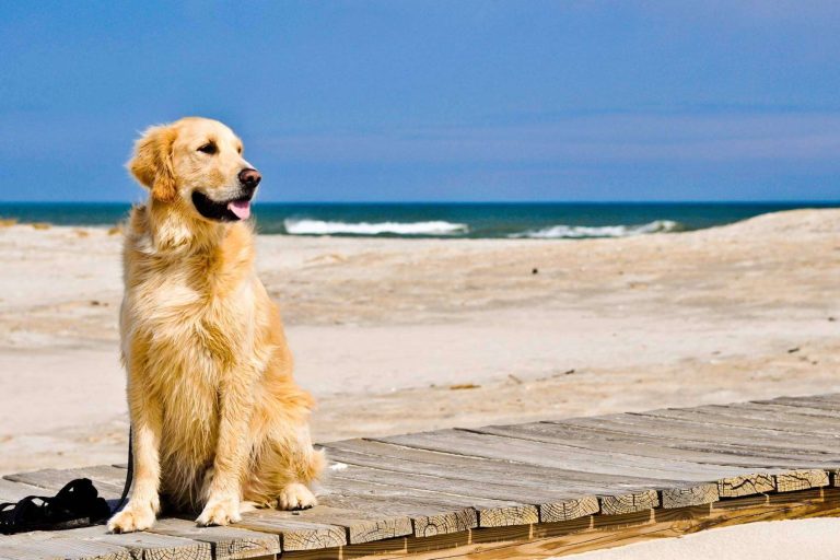 Hay nuevos productos de la marca Yuup! en 4Huellas