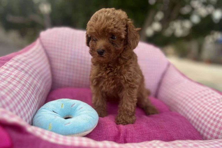 El criadero donde es posible encontrar caniches toy, Los Luceros de Vandalia