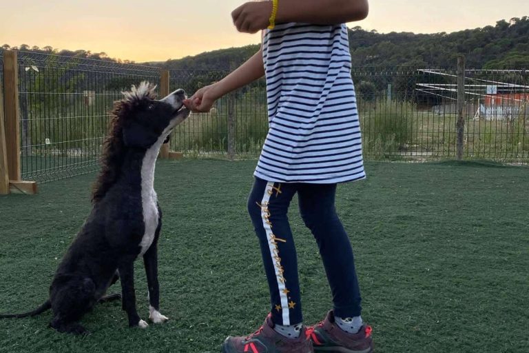 ¿Cómo educar a los cachorros?, con el club L’Almozara Can Bosc