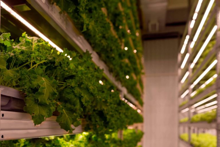 Cuáles son las principales ventajas de PVAI