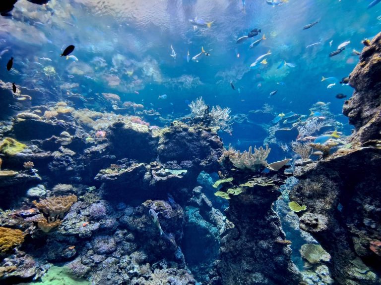 Especialista en acuariofilia comparte sus secretos para crear acuarios impresionantes