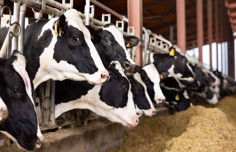 Cómo agilizar un negocio, de la mano de la plataforma digital Afeedme