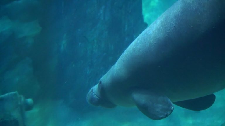 ¿Qué animal está en peligro de extinción extremo?