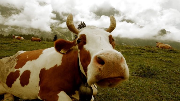 ¿Por qué las vacas contaminan?