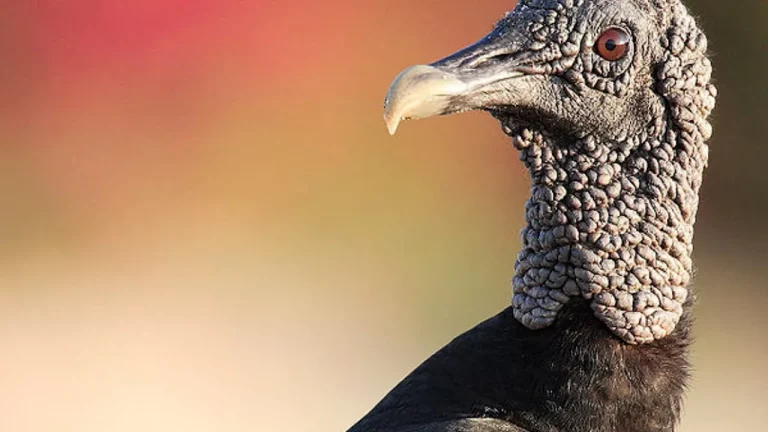 El zopilote: un animal bastante curioso