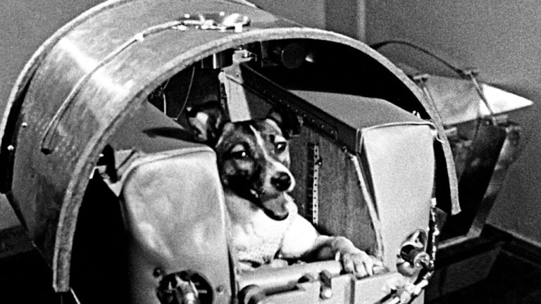 ¿Por qué enviaron un perro al espacio?