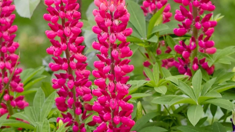 Altramuces ¿De dónde salen?