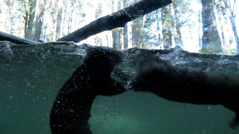 El mito sobre la vainilla ¿Sale de las glándulas anales de los castores?